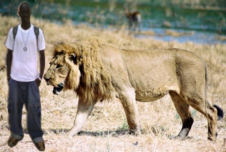 koundoul  lion